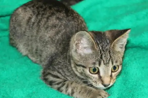Найдена кошка Сима: ищет дом в Липецке