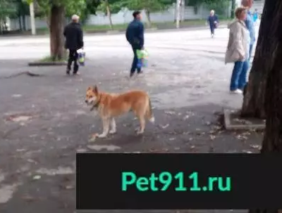 Найдена рыжая собака в Пионерском (Екатеринбург)