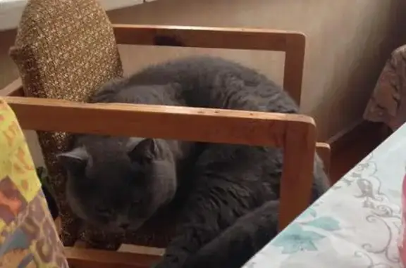 Кошки потеряшки, СНТ Берёзка, фото: Потеряшка кошка в СНТ Берёзка, Тверская область