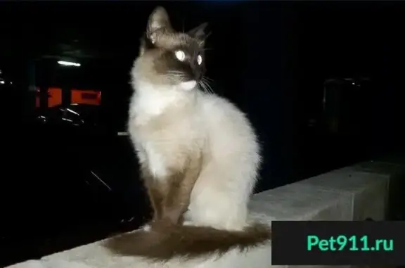 Пропала кошка на автостоянке Жуковского.