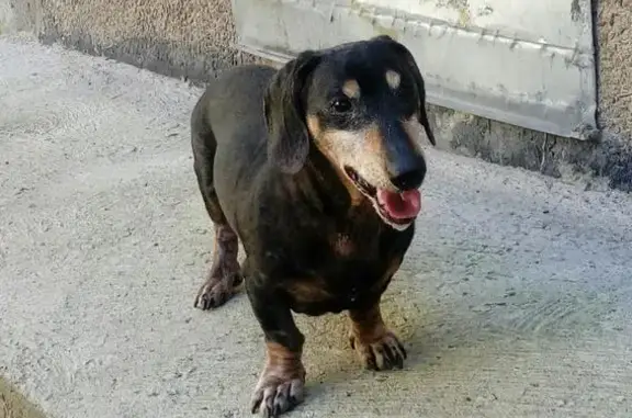 Найдена собака без хозяина в Приморском районе СПб