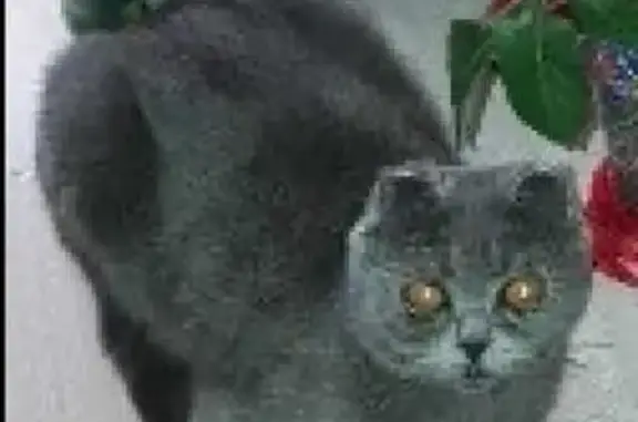 Кошки потеряшки, Омск, фото: Потеряшка кошка в Омске, Амурский поселок, ул. Сурикова, 34/25.