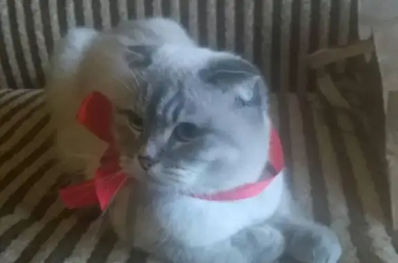 Пропала кошка с ошейником в Москве на Ферганском проезде