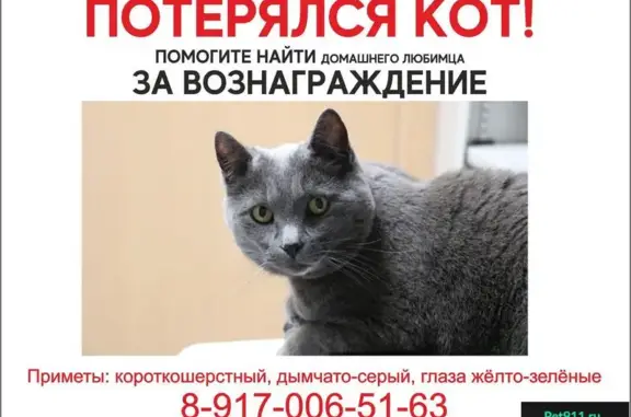 Пропал кот Бони на улице Полежаева 159Б, Саранск