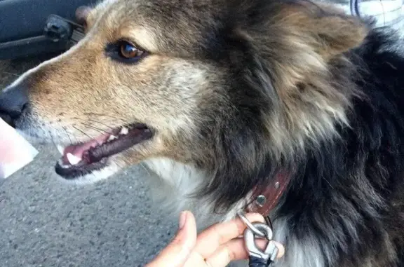 Пропала собака в Апатитах, вознаграждение