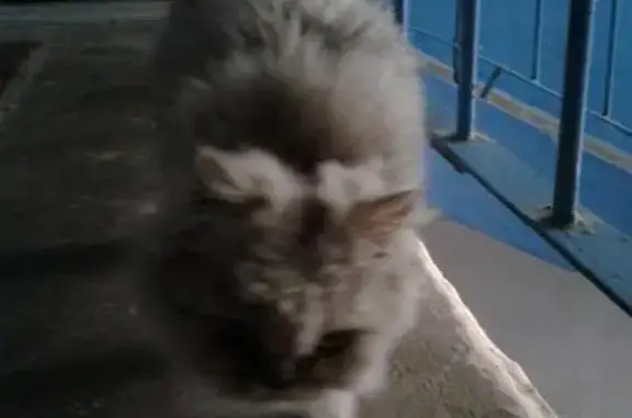 Найдена персидская кошка на ул. Ломоносова, Саратов