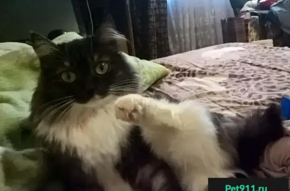 Кошки потеряшки, Тюмень, фото: Потеряшка кошка на Рижской 67 в Тюмени