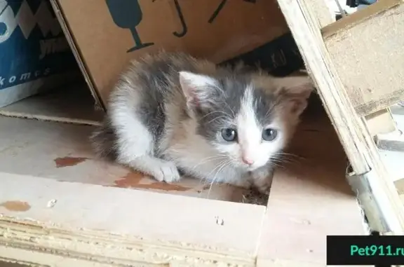 Найдена кошка в Дзержинске