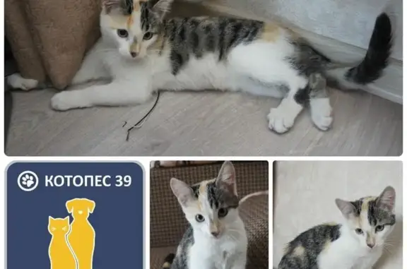 Найдена кошка Масяня ищет дом в Калининграде