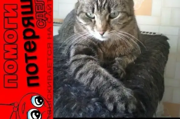 Кошки потеряшки, Омск, фото: Потеряшка взрослая кошка на ул. Гуртьева, Омск