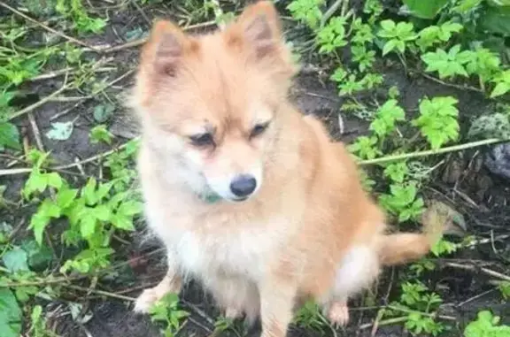 Пропала собака Манюня на ул. Маршала Ерёменко 20