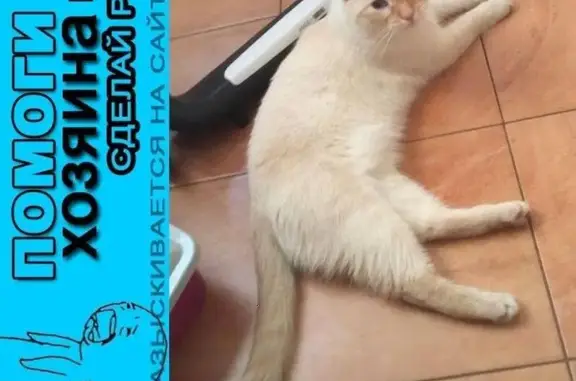 Пропал кот, найден по адресу в Москве