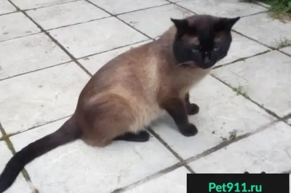 Пропала сиамская кошка в поселке «Дружба» на Волоколамском шоссе