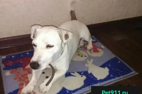 Пропала собака в Тюмени, найдена!