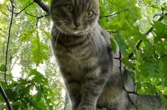 Пропала кошка в Новосибирске, Академгородок