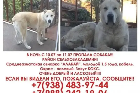 Пропала собака КОКС в районе Сельхозакадемии, Краснодар.