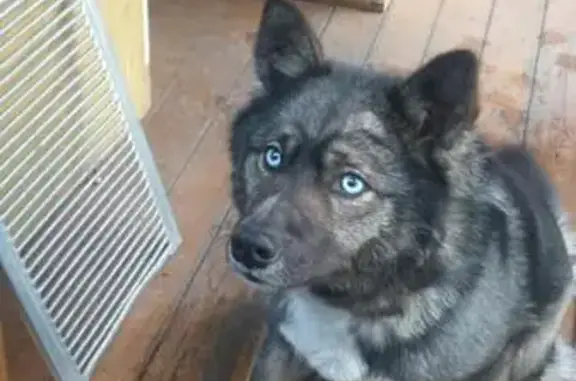 Пропала собака Метис в Новосибирске