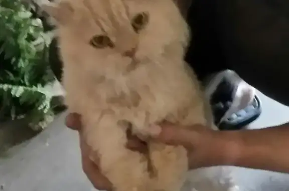 Пропала кошка, найден персиковый кот в Москве