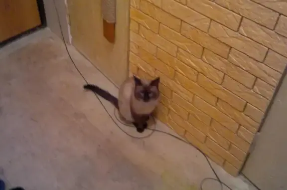 Пропал сиамский кот Жора возле санатория 