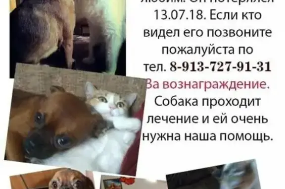 Пропал пес Филя в районе ВаСХНИЛа, Новосибирск