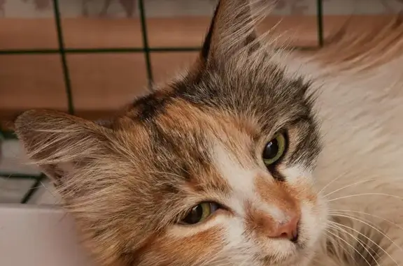 Найдена трехцветная кошка на Бухарестской, 31к3