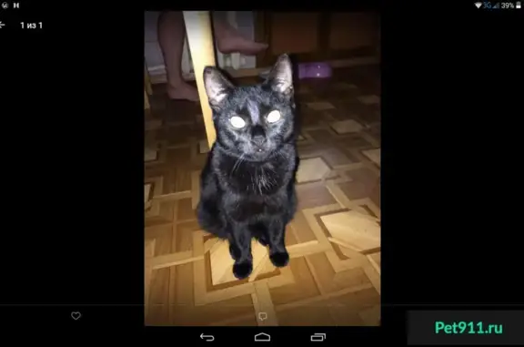 Пропала кошка на пр. Ленина 1 в Кемерово