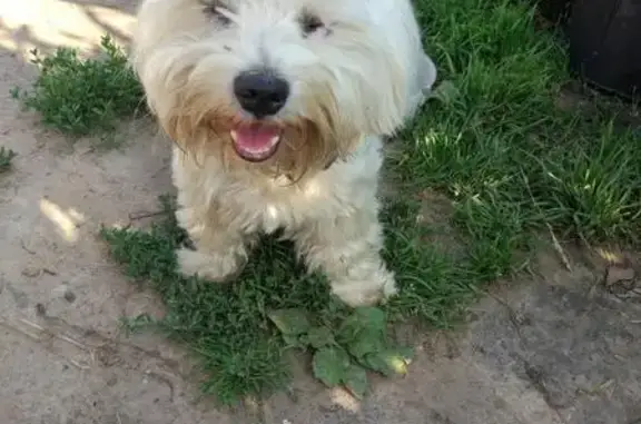 Собака с ошейником найдена в Полурядинках, Московская область