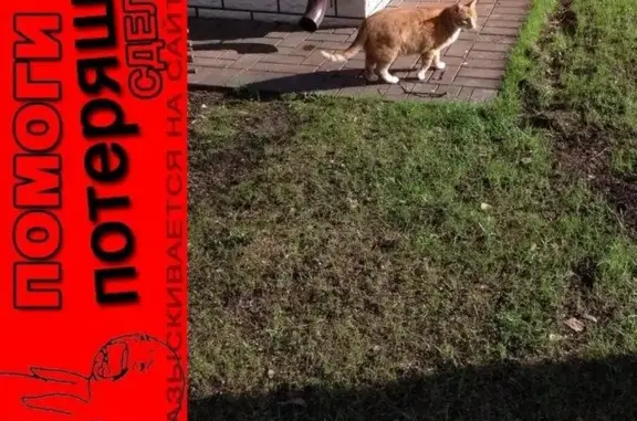 Пропал рыжий кот на Куркинском шоссе