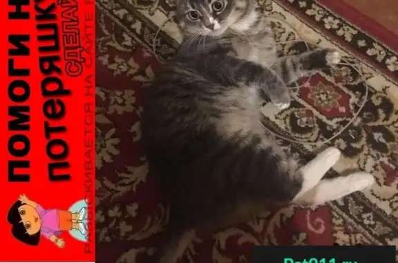 Кошки потеряшки, , фото: Потеряшка кот в районе Возрождение, вознаграждение за находку.