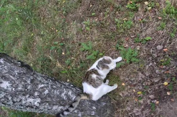 Найден кот в Горках Ленинских, белый с пятнами.