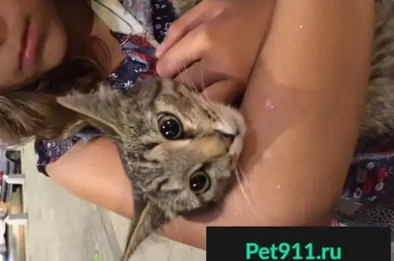 Найдена домашняя кошка около метро Октябрьская