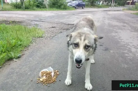 Собака найдена в поселке Вербилки, Талдомский р-н, МО