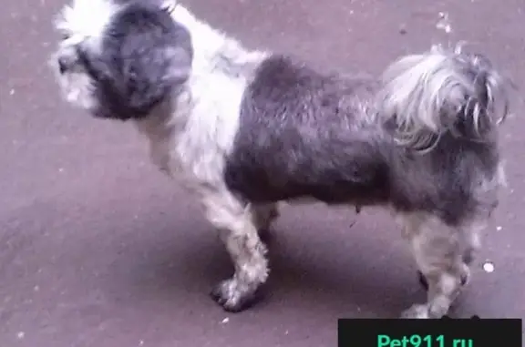 Собаки потеряшки, Подолы, фото: Потеряшка собака Шуша в дер. Подолы, СНТ Нива, МО, 15 июля во время грозы.