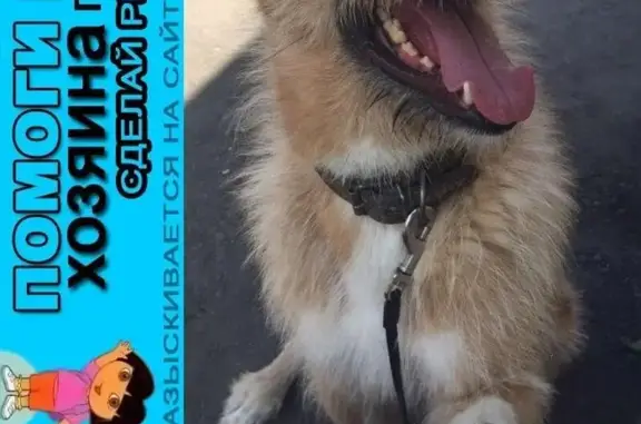Пропала собака Симба в Москве, ищем новых хозяев