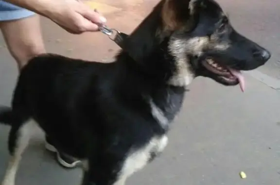Пропала собака в Коломенском парке, найдена!