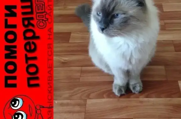 Пропала кошка по адресу Революционная 11 в Тольятти