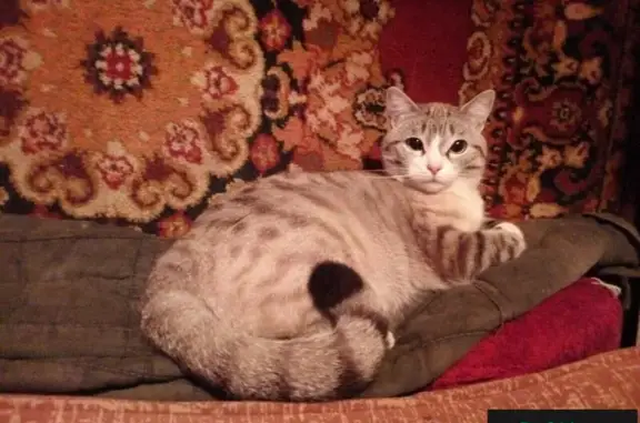 Кошки потеряшки, Тюмень, фото: Потеряшка кот Тиша в Тюмени, Садовая Цветочная.