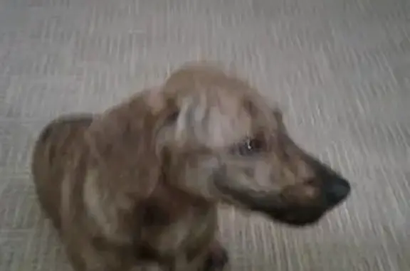 Пропала собака на ул. Текучёва в Ростове-на-Дону