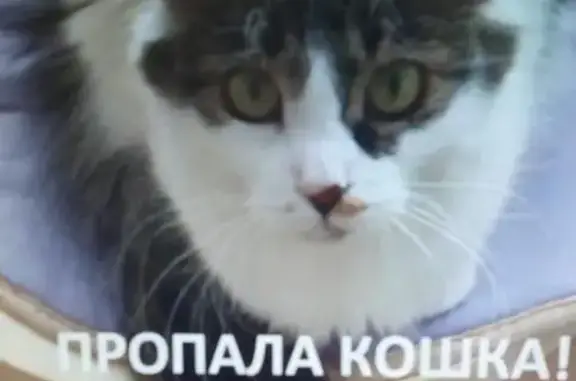 Пропала кошка в Всеволожском районе