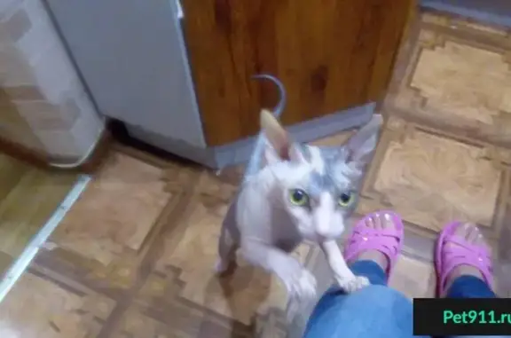 Пропала кошка в Магнитогорске, Советской армии, бело-серого окраса