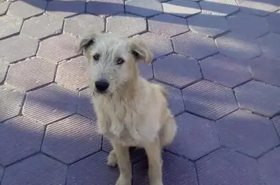 Найден пес в Барнауле, Алтайский край