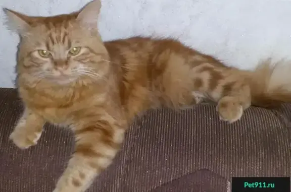 Пропала кошка в Славянске-на-Кубани