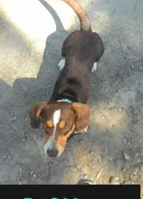 Пропала собака в Череповце, район Кабачино