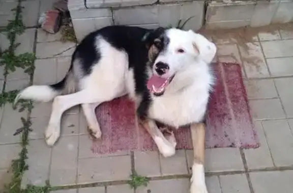 Найдена собака в Пушкинском районе, ищем хозяев в Королёве.