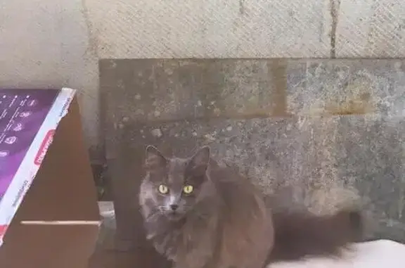 Найдена ласковая кошка на ул. Муранова