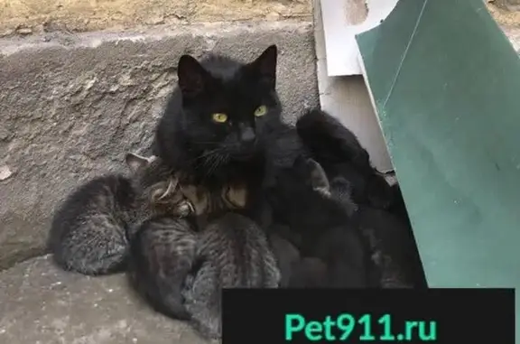 Найдены котята в Санкт-Петербурге!