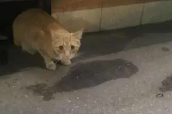 Найден рыжий кот на Комсомольском проспекте