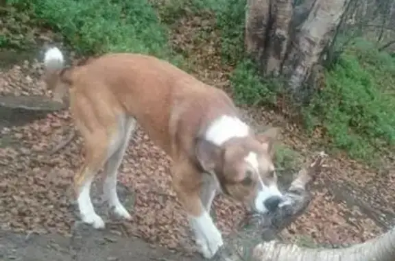Пропала собака в Апатитах, помогите найти!