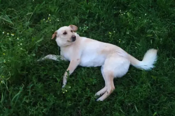 Пропала собака Тим в селе Надежда, Шпаковский район, Ставропольский край.
