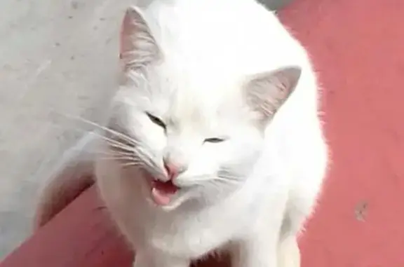 Найден белый кот в Люберцах, Московская область